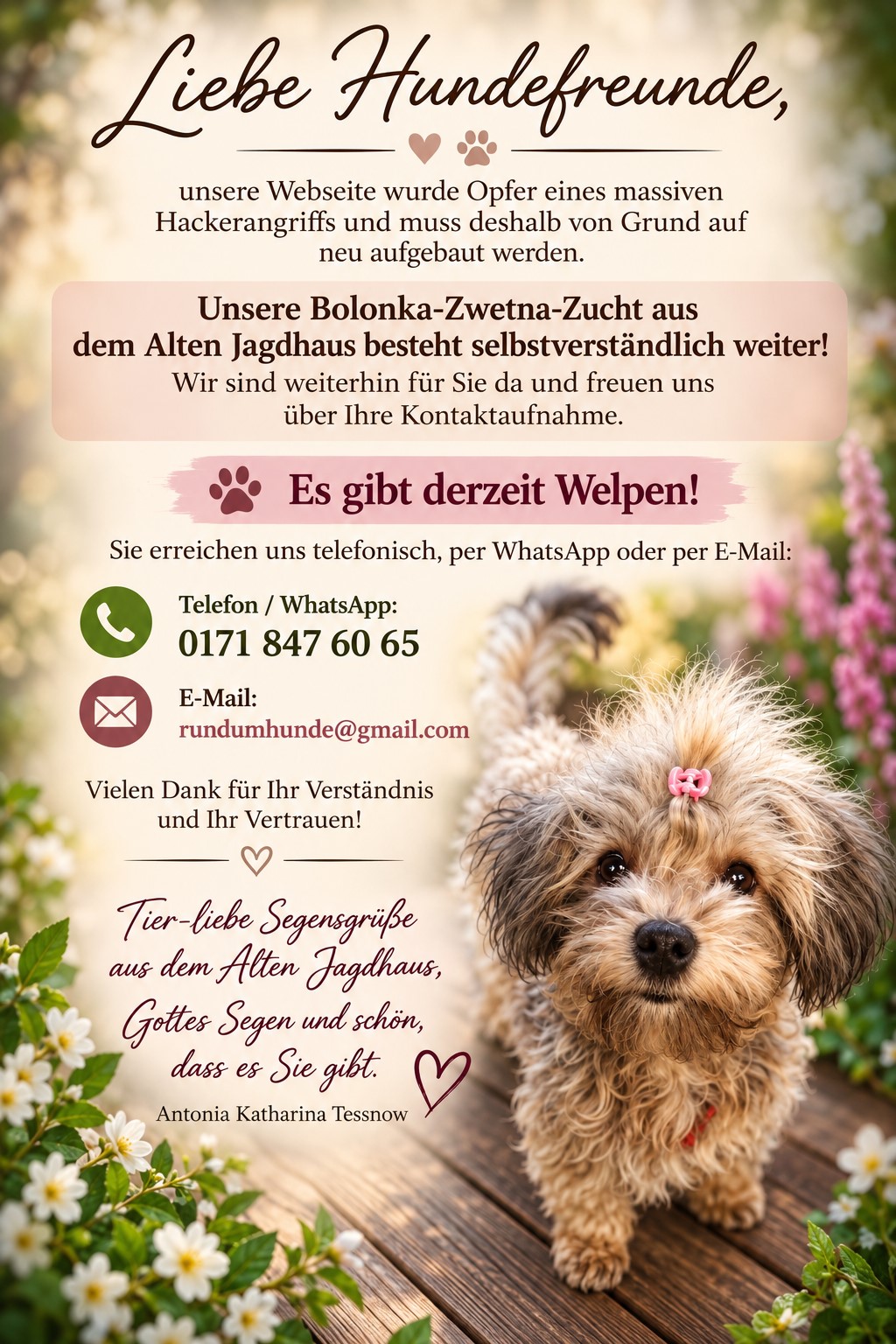 Webvisitenkarte der Bolonka-Zwetna-Zucht aus dem Alten Jagdhaus